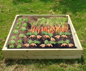 1m x 1m Raised Vegetable Bed